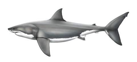 White shark