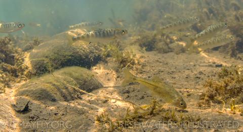 A group of fish swim in cloudy green water.