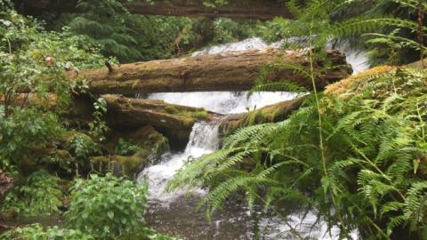 Mack Creek rushes over logs forming a waterfall in the woods.