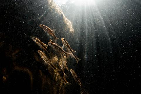 A school of Redside Shiners swims underwater while light comes through the water