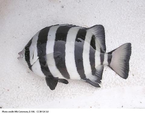 Western Pacific barred knifejaw fish