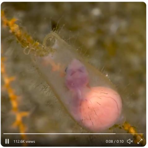 Video screen shot of a pinkish cat shark embryo in a clear sac underwater.
