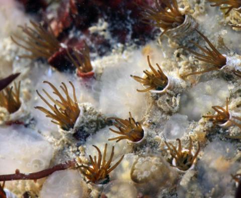 Pacific fission worm