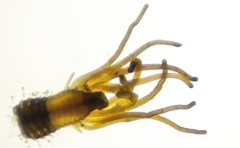 Pacific fission worm