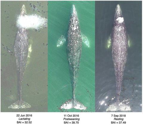 These images show the same whale during different years and phases of reproduction, and the whale's corresponding Body Area Index. 