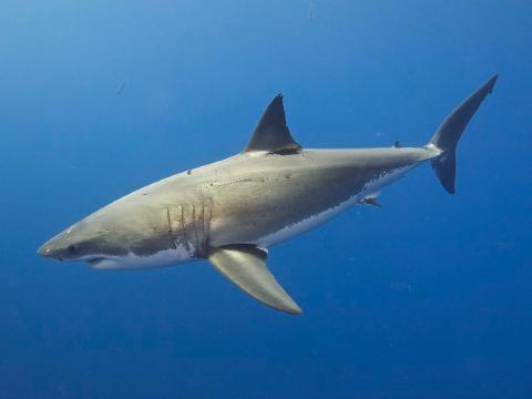 A full body side view of a Great White Shark.
