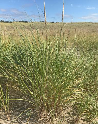 hybrid Ammophila beach grass 