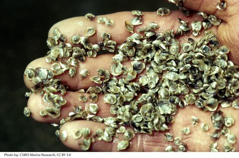 hand holding hundreds of small Pacific oyster larvae