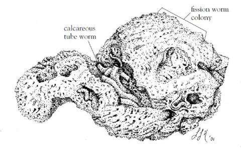 line drawing of colony of Pacific Fission Worms