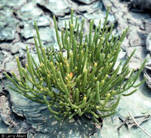 A clump of picklewood grows close to the soil. It is a light green, leafless, slim stemmed succulent.