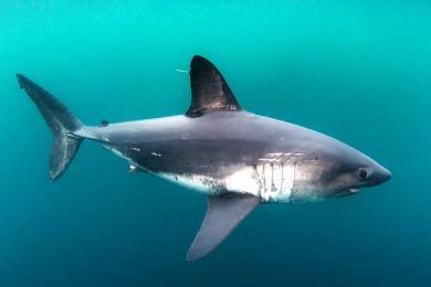 A salmon shark swims off the Alaskan coast. It has large dorsal fins and speckled under belly.