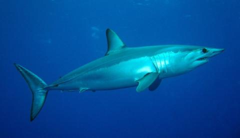 Side view of a shortfin mako shark.