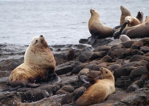 On a rocky shore, a large bull Steller sea lion sits in the foreground with its face upward. Around it sit smaller female sea lions.