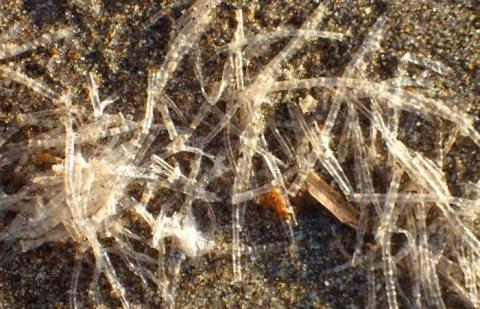 A pile of cellophane tube worm casings laying on the sand. The casings are translucent and resemble short plastic straws. 