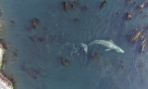 A gray whale forages off the Oregon coast.