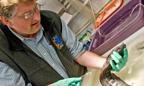 Aquatic veterinarian Dr. Tim Miller-Morgan treats a wolf eel.