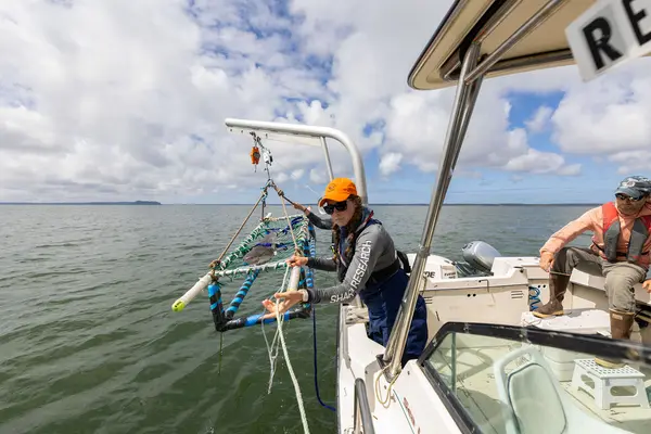 A woman leaning over the side of a boat prepares to tag a shark.