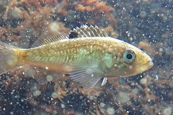 juvenile black rockfish