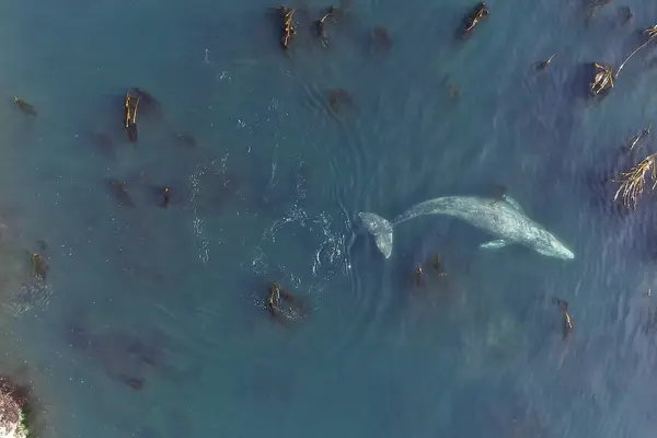 gray whale forages off coast