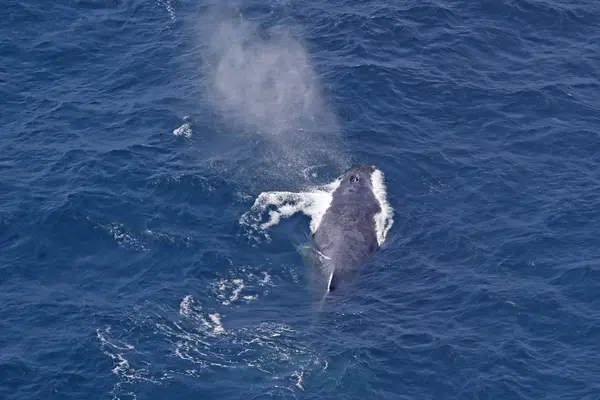 humpback whale