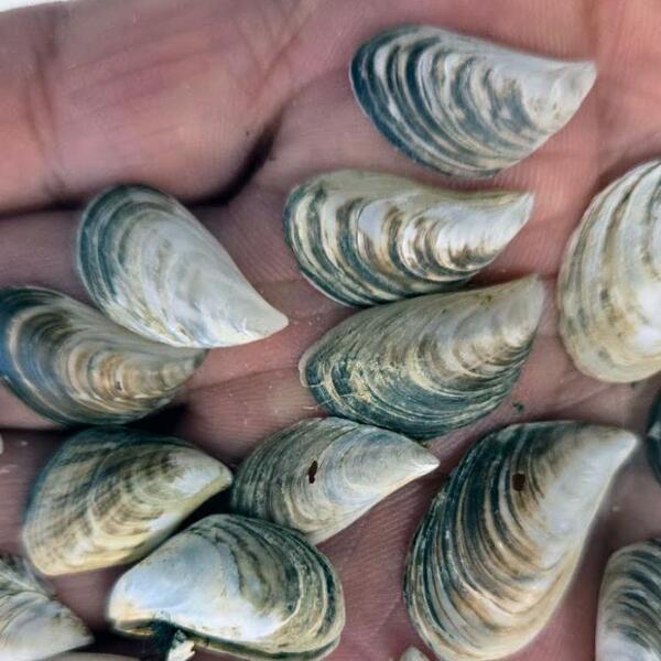 Quagga mussels in the palm of a hand.