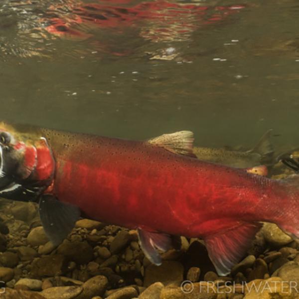 A Coho Salmon with a bright red body swims along a gravel bed in a river at spawning time. 