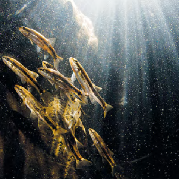 A group of minnows swim in dark water while a beam of sunlight comes through the water.
