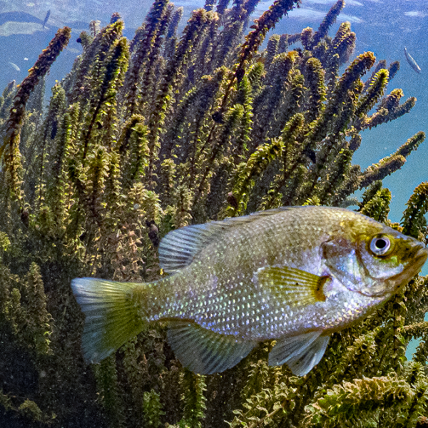A Green Sunfish swims near a large club of algea.