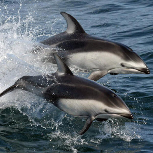 Two Pacific white-sided dolphins jump out of the water.