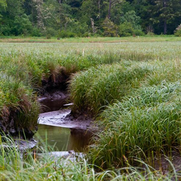 Grassy stream banks on the Slamon River Estuary, Oregon