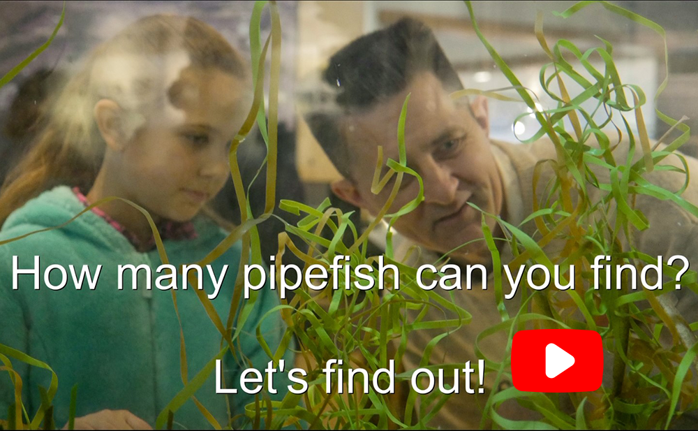 Video title page shows a man and young girl looking in a tank with eelgrass.