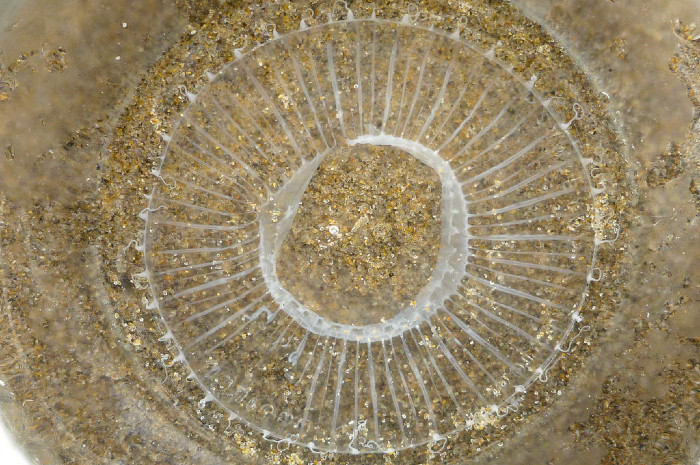 A top view of a water jellyfish on the shore. Its circular body is opaque with darker white lines indicating its veins. The sand can be seen under its body.