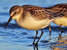 A western sandpiper in profile on the edge of the shore. It has a creamy tan underbelly, tan to dark brown wings and back, and a long pointed beak and long thin black legs.